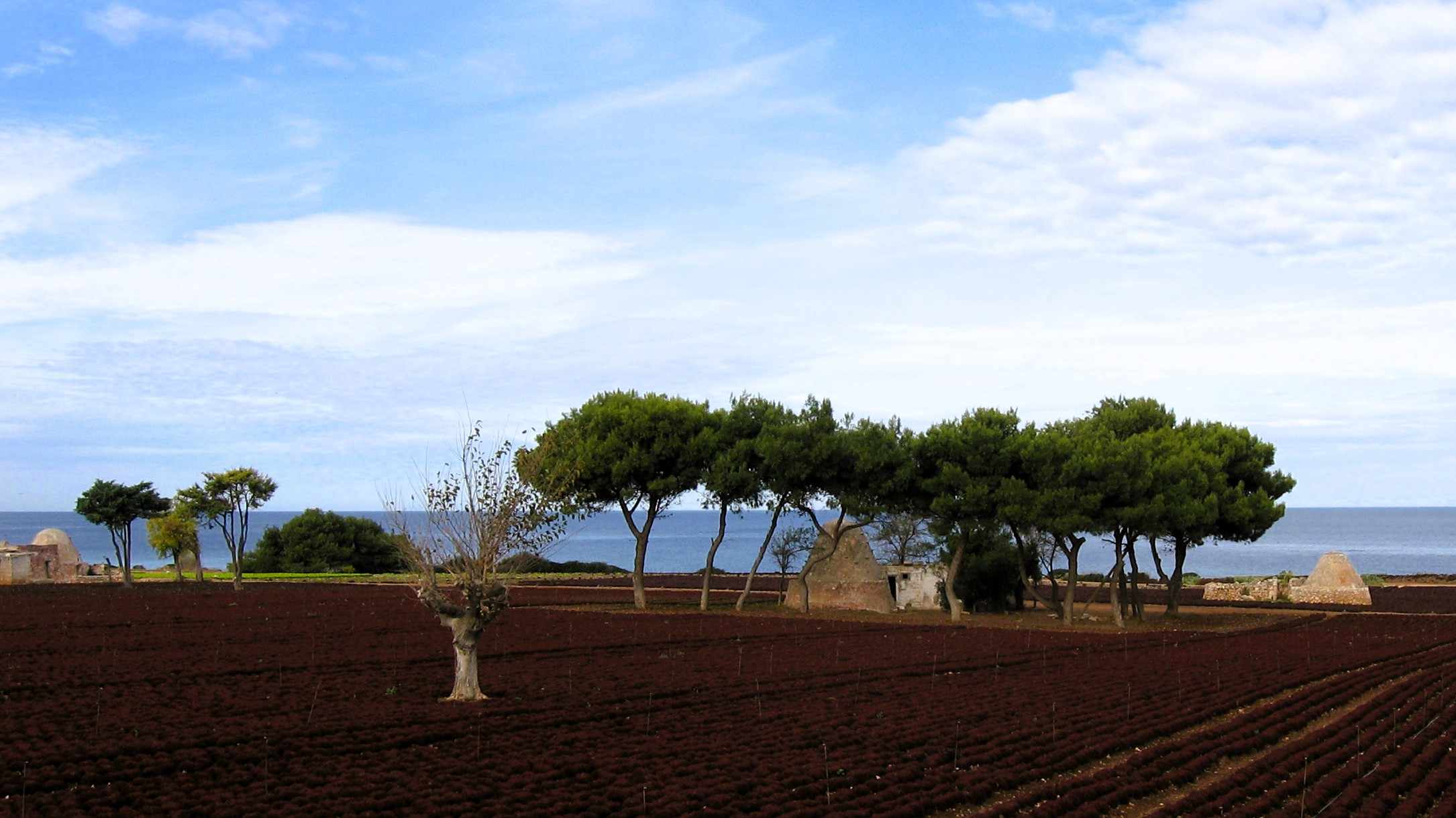 Auf einem Feld direkt am Meer zwischen Cozze und Polignano a Mare in Apulien stehen ein paar Trullis unten Pinien und dahinter liegt das Meer.