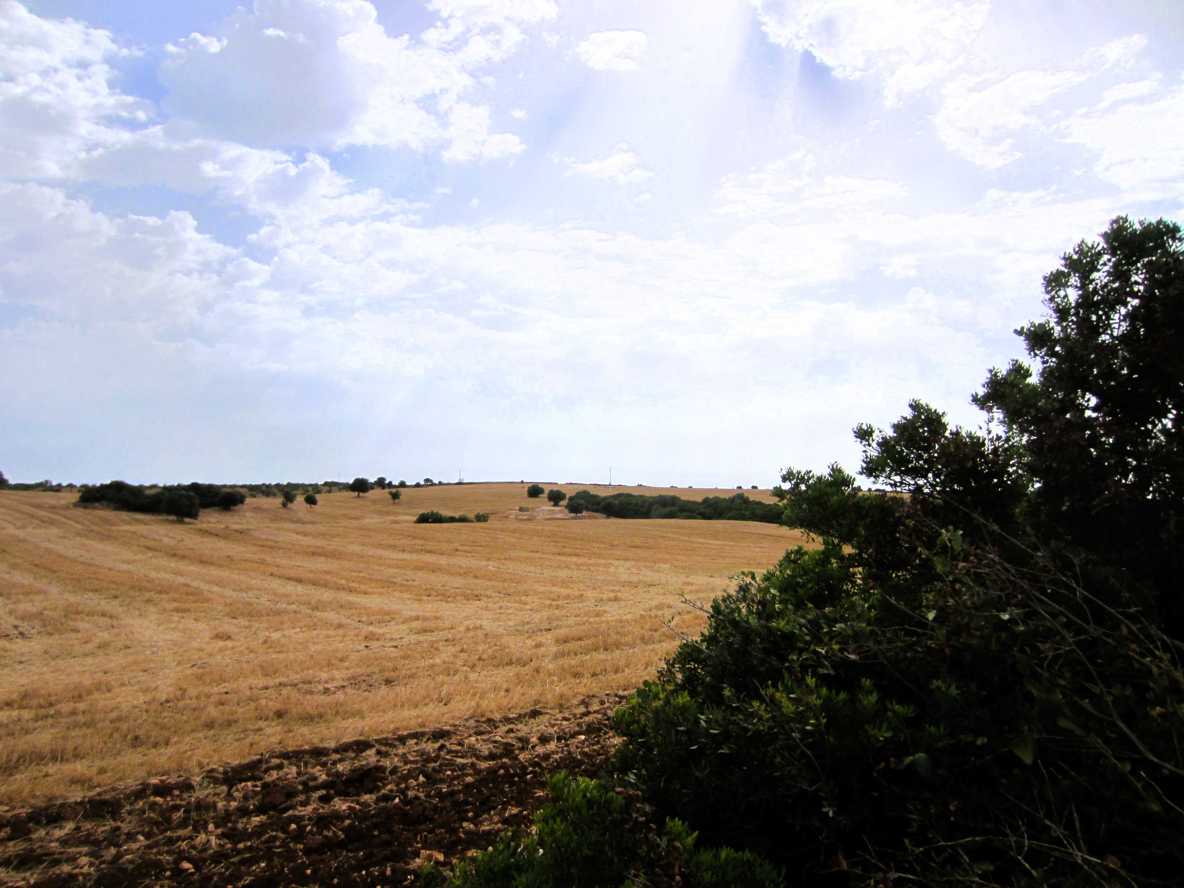Ein weites Stoppelfeld in der Nöhe von Ostuni.