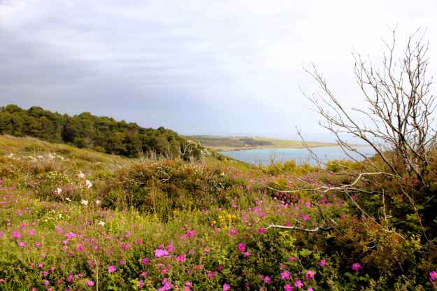 Mediterrane Vegetation an den Klippen nahe Otranto, blühende Macchia und blaues Meer