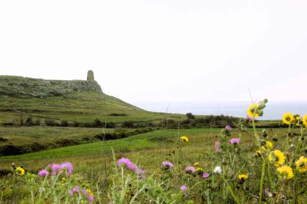 Das Foto zeigt einen weiten Blick über die Macchia zu einem zylindrischen Turm an der Küste von Otranto in Apulien. Im Vordergrund blühen Frühlingsblumen.