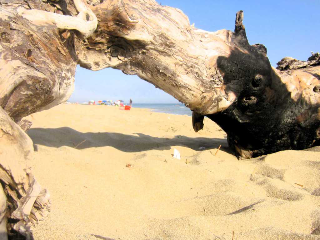Am Strand von Ostuni liegt ein gewundener Stamm als Treibgut und bildet einen Bogen, der die aussicht auf das Meer und den belebten Strand zeigt.
